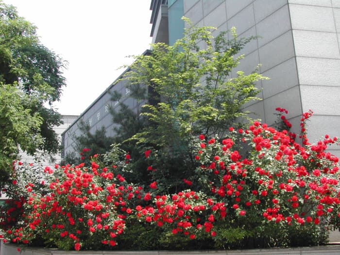 장미의 정원_번동평화교회전면5 - 1