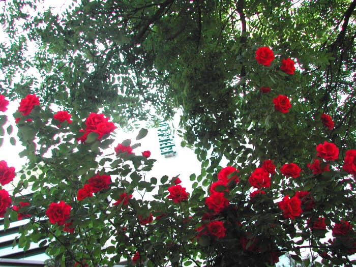 장미의 정원_번동평화교회전면2 - 1