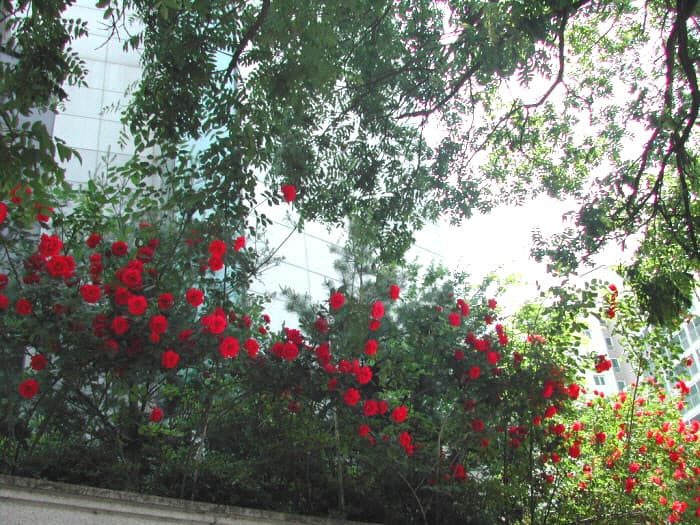 장미의 정원_번동평화교회전면1 - 1