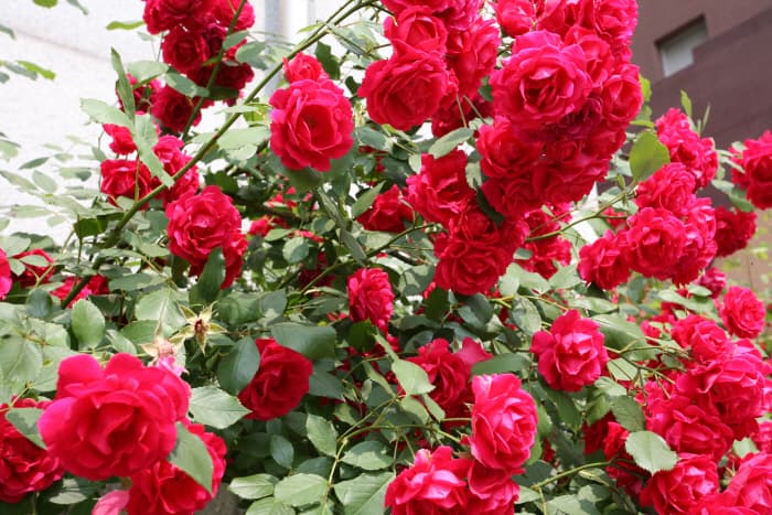 장미의 정원_번동평화교회전면6 - 1