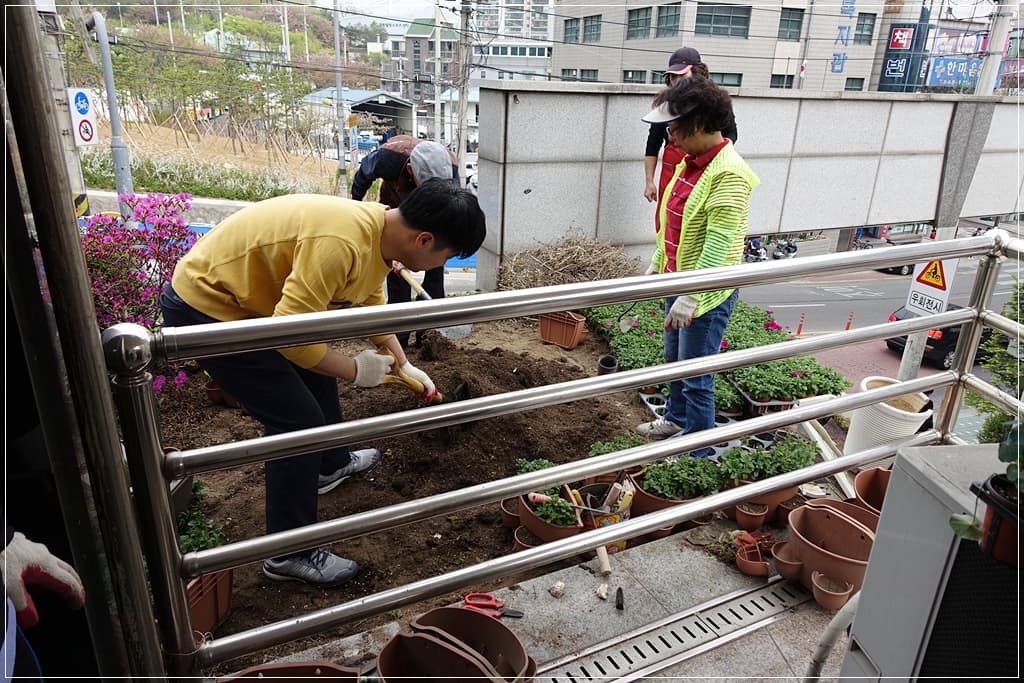 봄맞이 화단 꽃심기 - 1