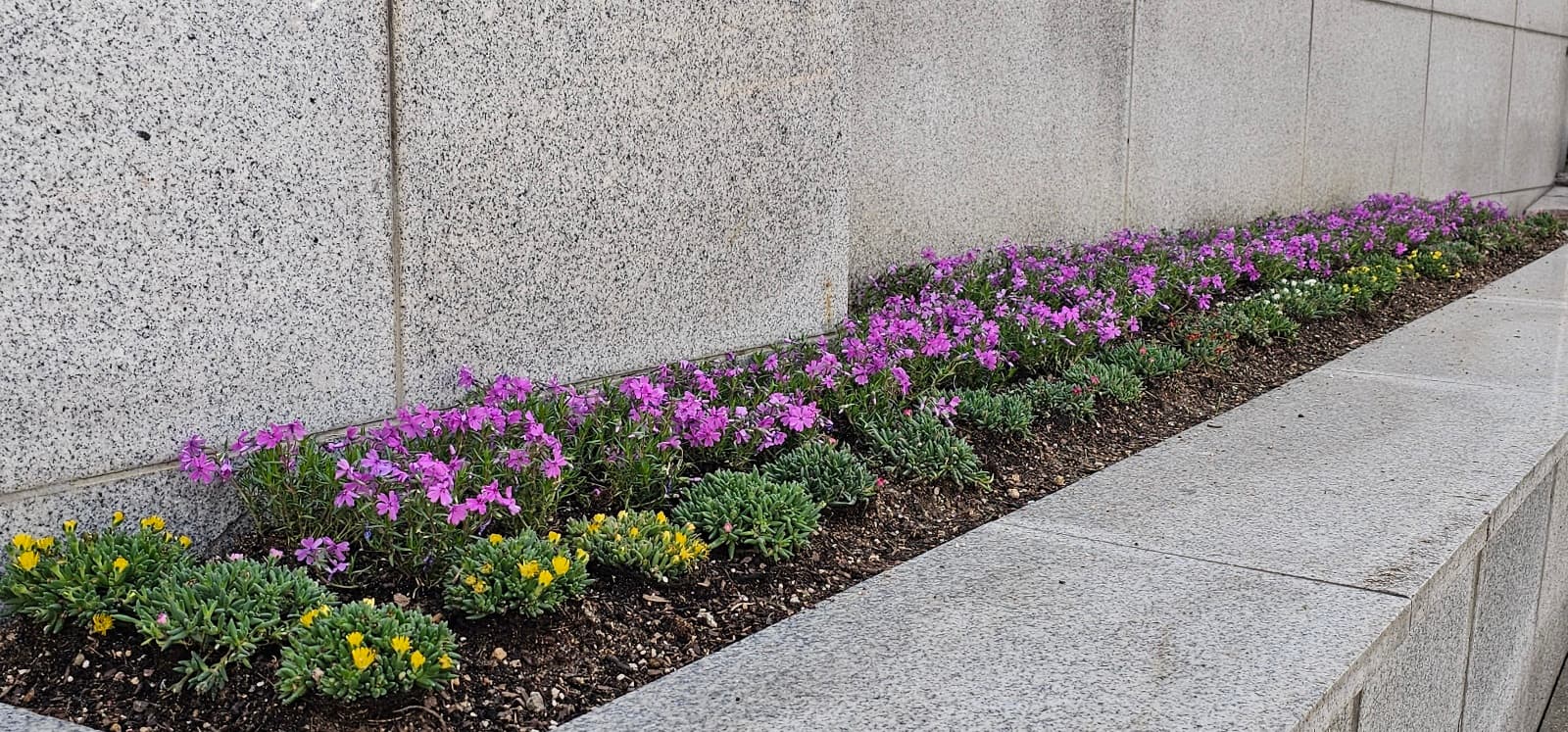 2023 봄맞이 대청소 및 화단 가꾸기 (4) - 1