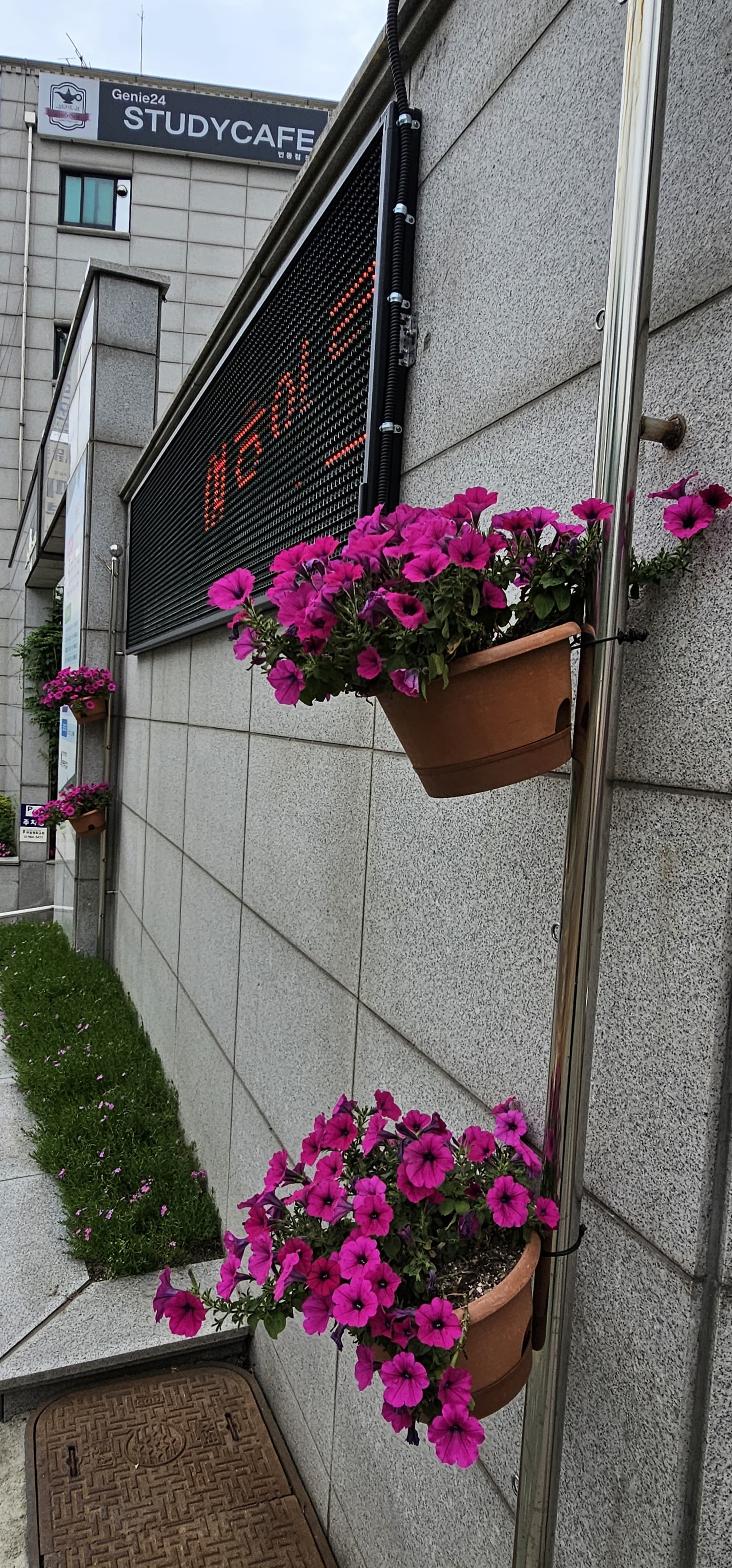 2025년 4~6월 번동평화교회 화단꽃 이야기(2) - 2