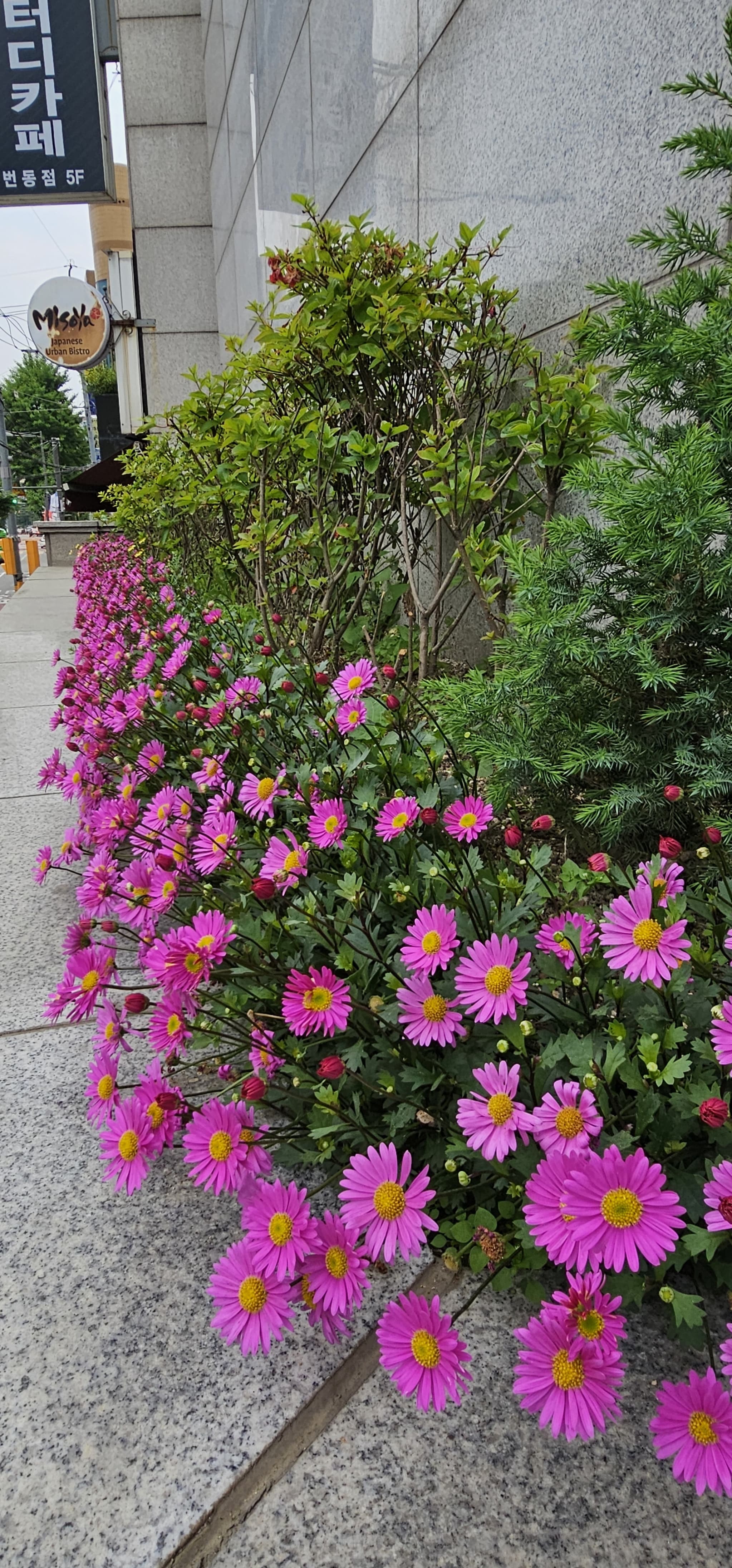 2025년 4~6월 번동평화교회 화단꽃 이야기(2) - 3