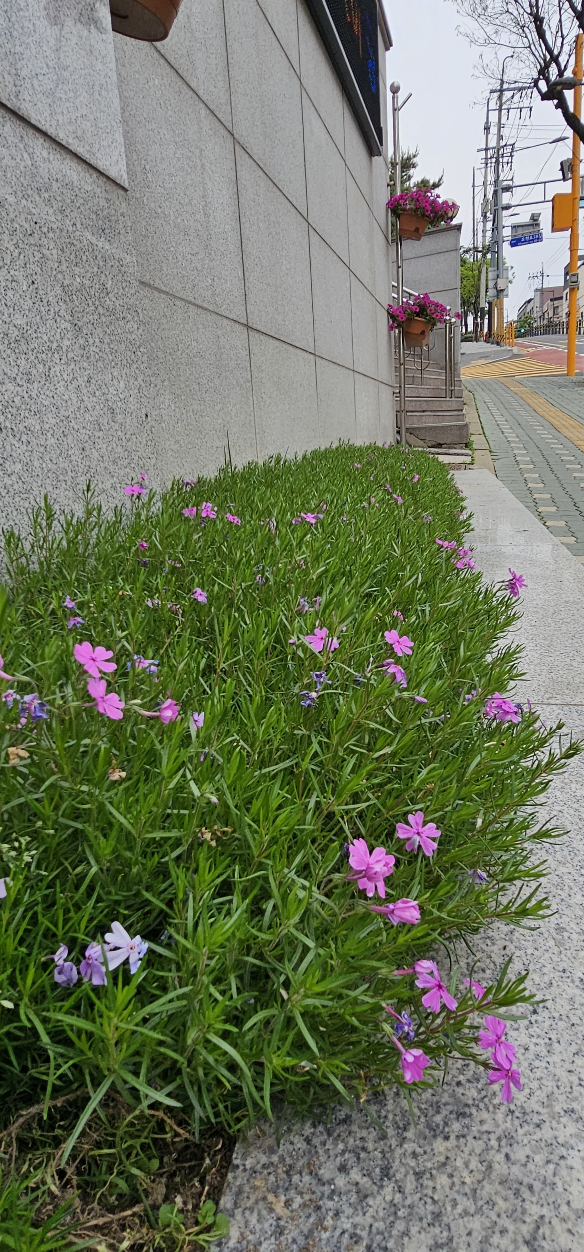 2025년 4~6월 번동평화교회 화단꽃 이야기(2) - 5