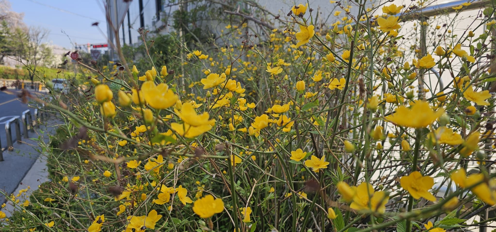 2025년 4~6월 번동평화교회 화단꽃 이야기(1) - 1