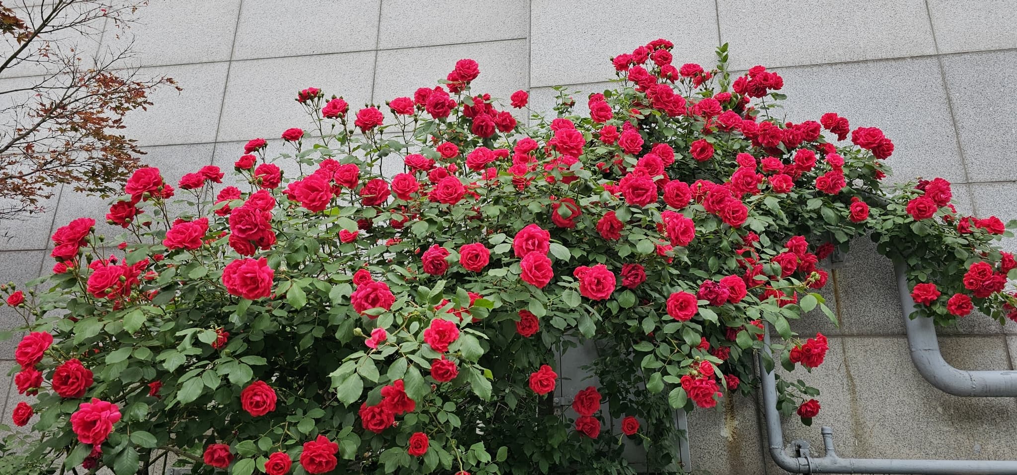 2025년 4~6월 번동평화교회 화단꽃 이야기(1) - 2