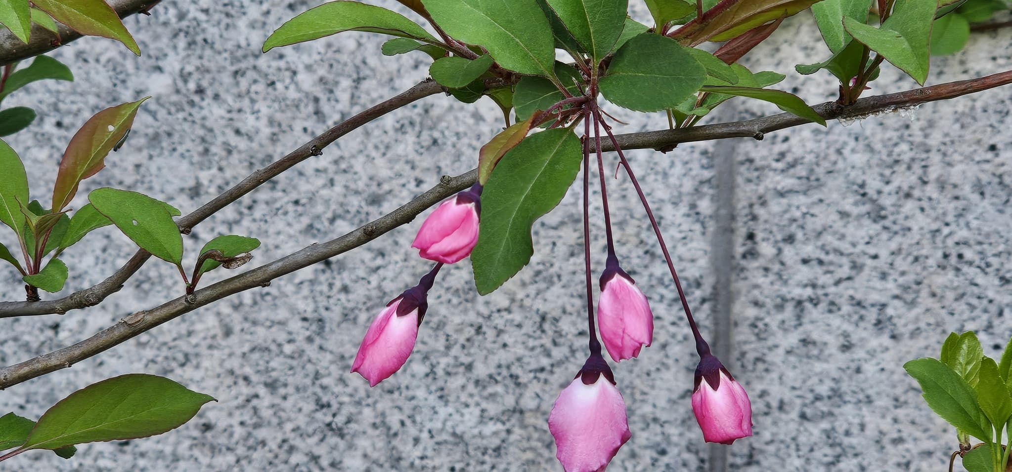 2025년 4~6월 번동평화교회 화단꽃 이야기(1) - 3