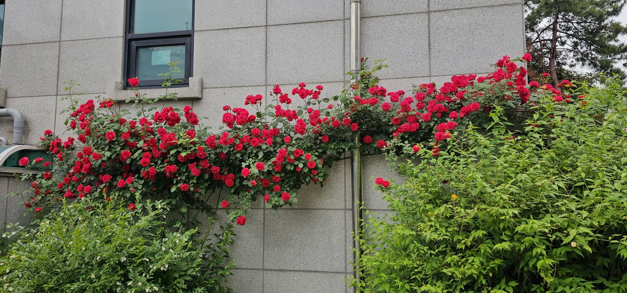 2025년 4~6월 번동평화교회 화단꽃 이야기(1) - 4