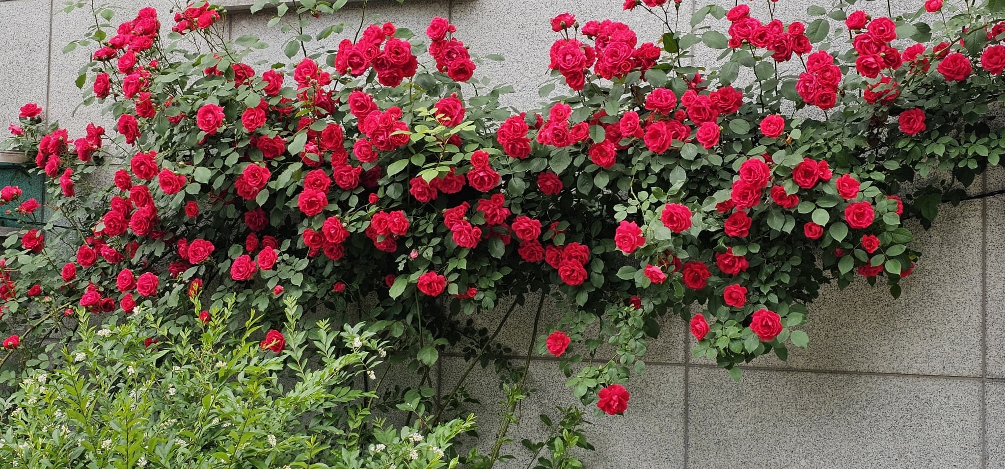 2025년 4~6월 번동평화교회 화단꽃 이야기(1) - 5