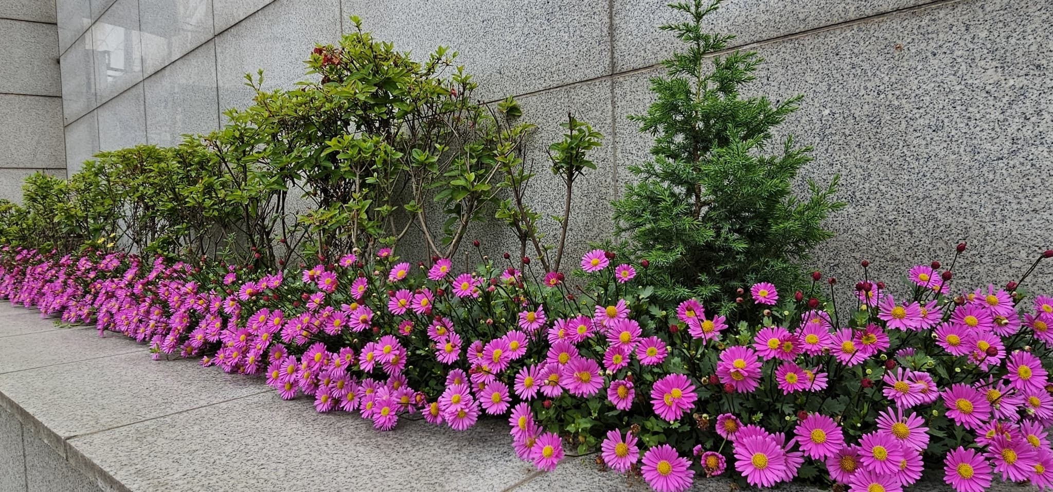 2025년 4~6월 번동평화교회 화단꽃 이야기(1) - 6