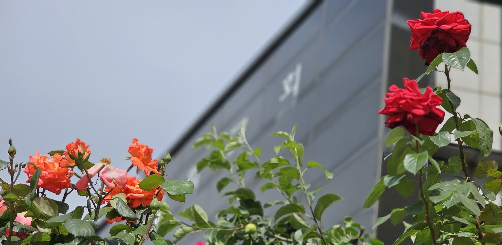 2025년 4~6월 번동평화교회 화단꽃 이야기(1) - 7