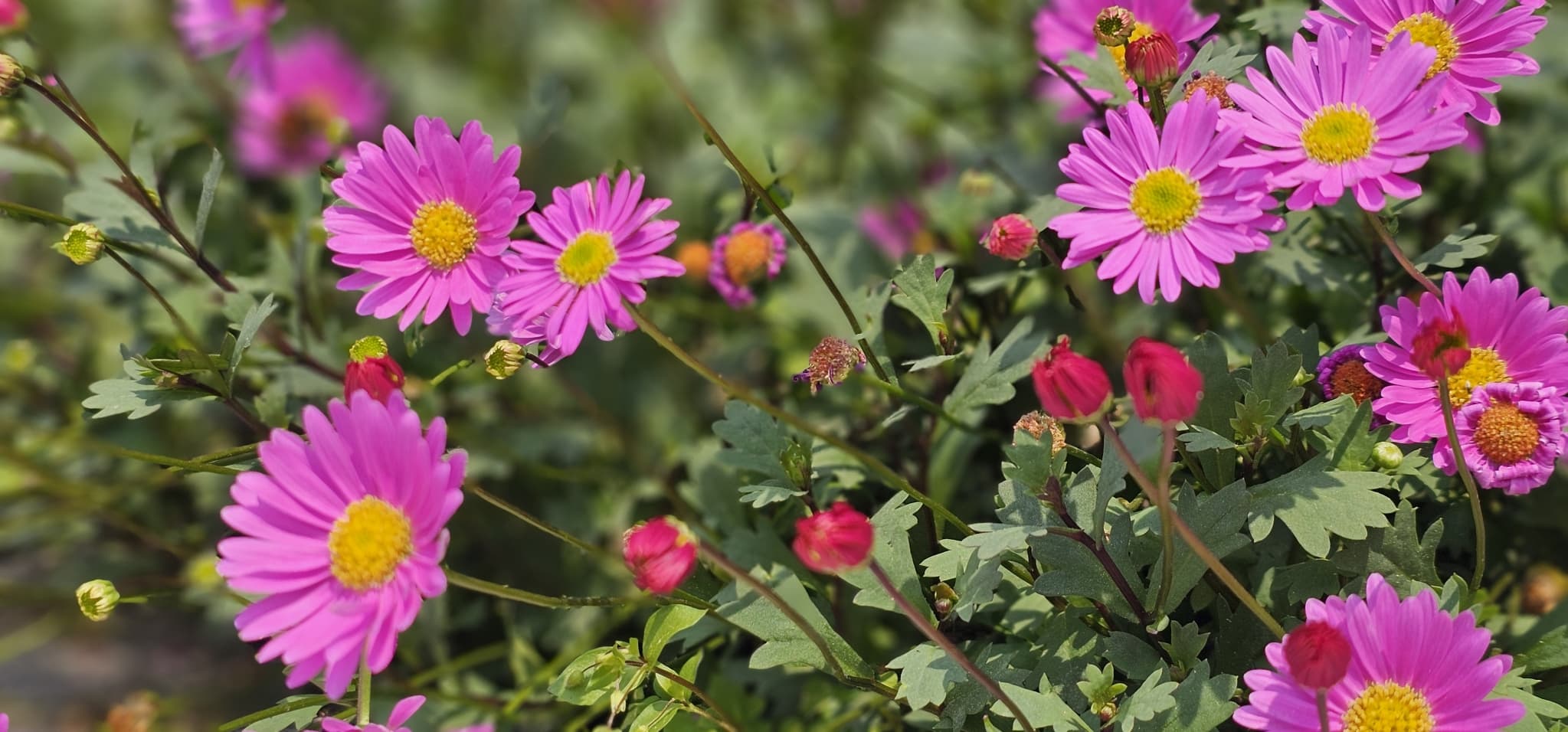 2025년 4~6월 번동평화교회 화단꽃 이야기(1) - 8