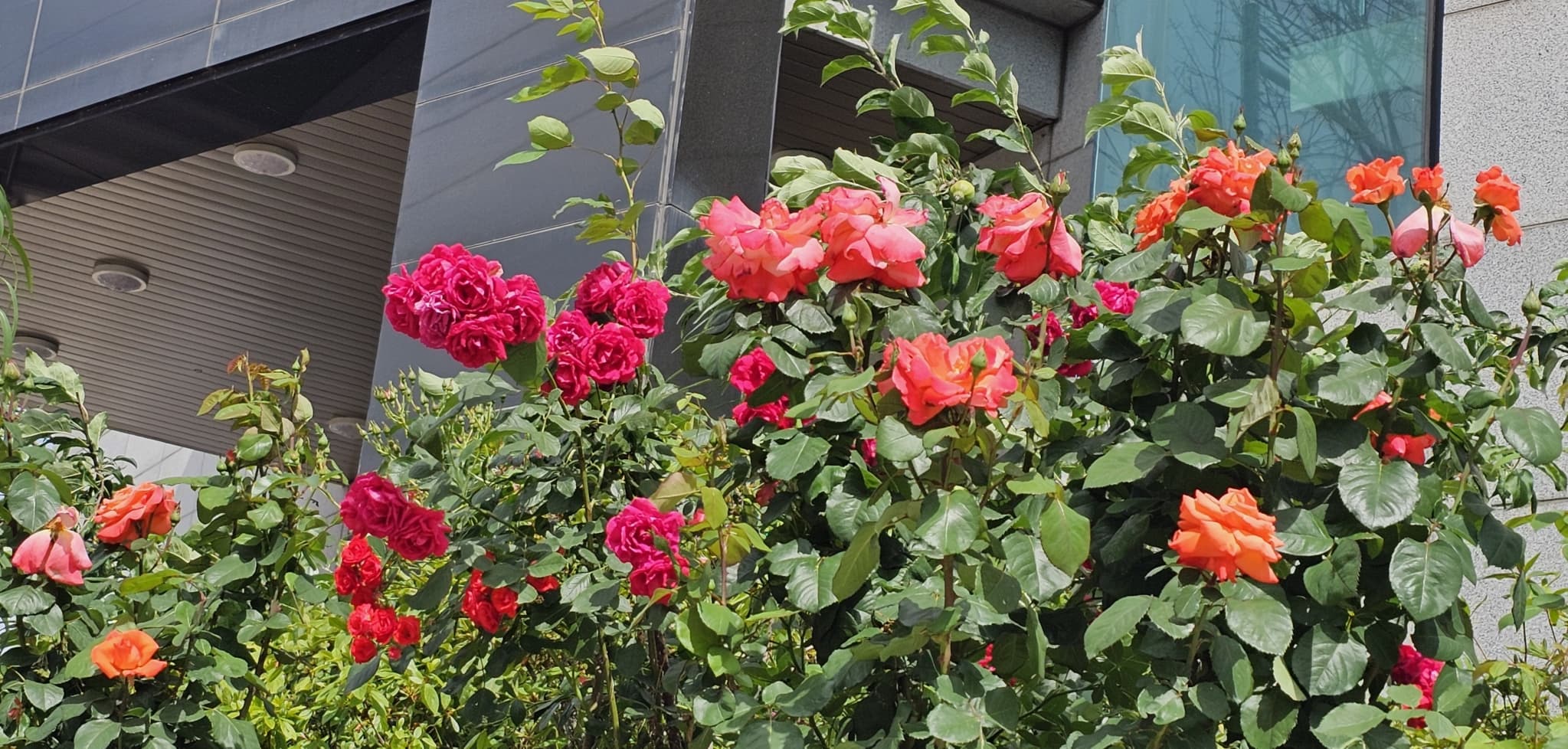 2025년 4~6월 번동평화교회 화단꽃 이야기(1) - 9