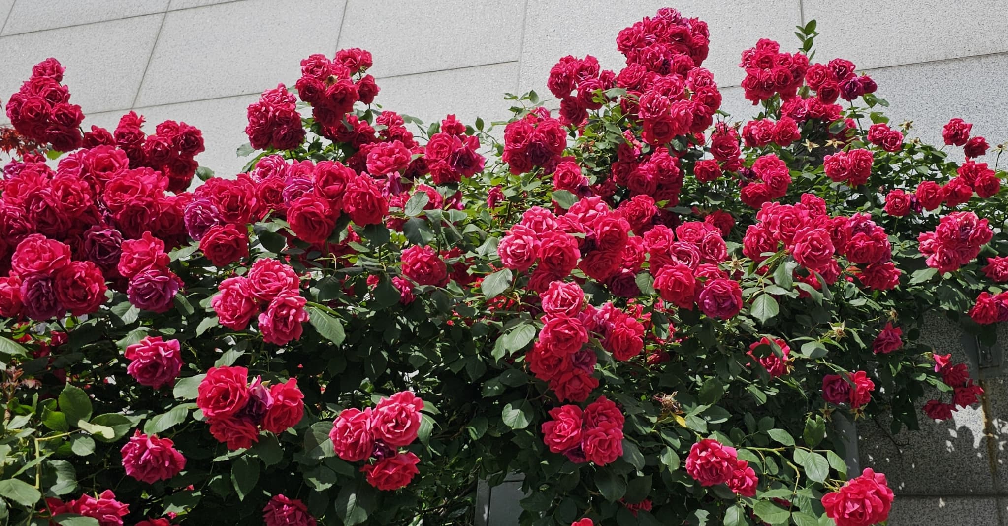 2025년 4~6월 번동평화교회 화단꽃 이야기(1) - 10