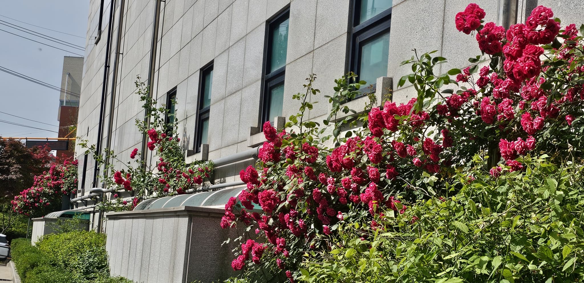 2025년 4~6월 번동평화교회 화단꽃 이야기(1) - 12