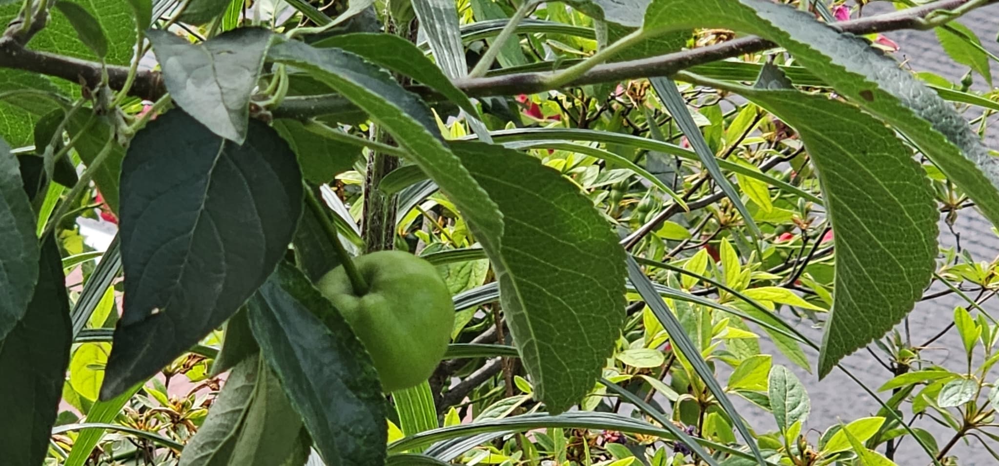 2025년 4~6월 번동평화교회 화단꽃 이야기(1) - 13